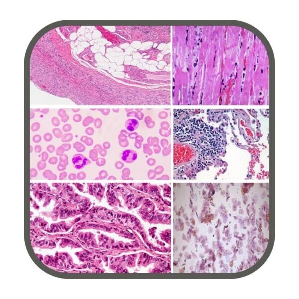 Biological Microscope with Display - DG Sense - Image 4